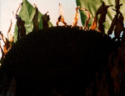 Eclipse by David Castleman