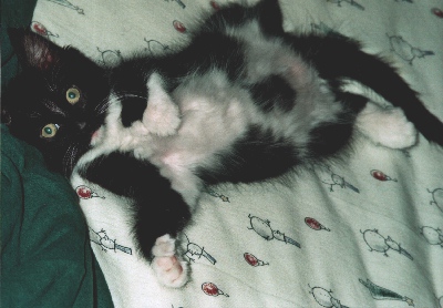 Mickey Miaouse by David Castleman