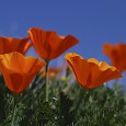 California Poppies by Taylor Altman