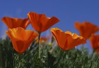 California Poppies by Taylor Altman